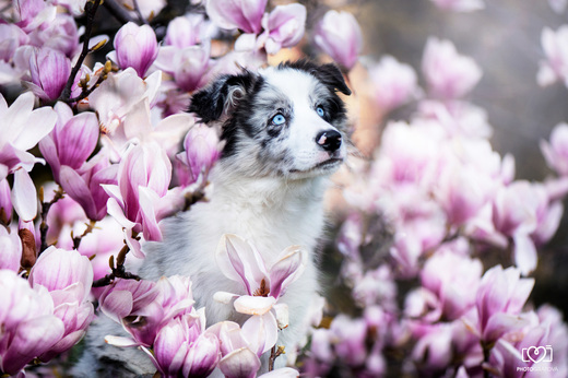 Psí portrét magnolie