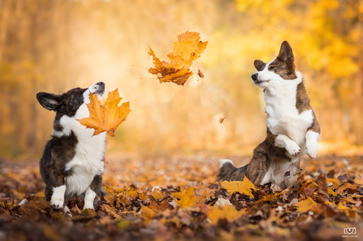 Corgi