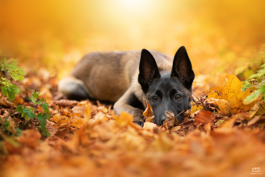 Malinois