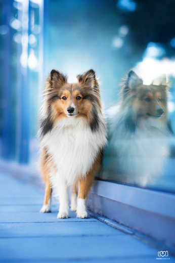 Sheltie