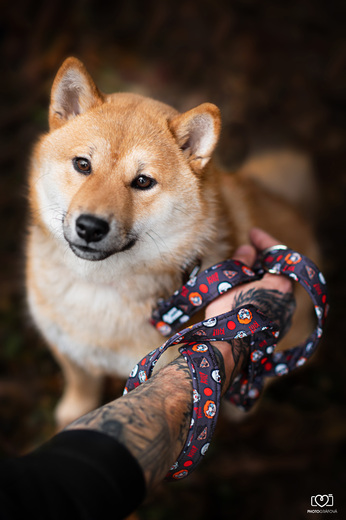 Shiba inu