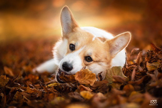 Corgi